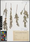Foto von Salix repens subsp. incubacea (L.) A. Neumann
